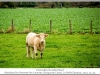 1177_Courcelles-le_s-MontbardFrance2013_10-Edit.jpg