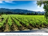 2015_07NapaValley_016-Edit-Edit.jpg