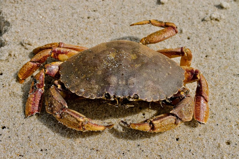 Jonah_crab_(11823580556).jpg