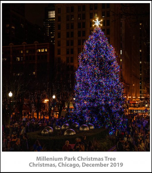 Millenium Park Christmas Tree, Christmas, Chicago, December 2019